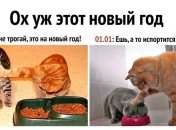 Новогодние приколы, которые зарядят позитивом