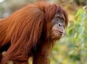 Орангутанги в зоопарке Мельбурна играют в видеоигры