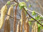 Погода в Украине 17 апреля: тепло, без осадков