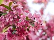 Весна в Киеве продолжает бить температурные рекорды