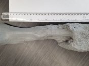 Они тоже болели: найдены останки динозавра со злокачественной опухолью (Фото)