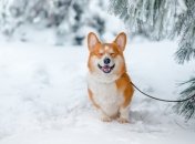 Снег на Новый год