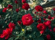 Апрель – лучший месяц для ухода за розами в саду