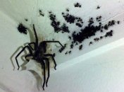 Пауки живут там, где есть еда