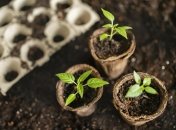 Натуральный стимулятор поможет быстрому всходу семян растений