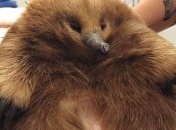 Зайва вага врятувала життя тварині в Австралії (Фото)