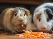 Як харчуватися на карантині, щоб не набрати зайвої ваги