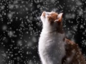 Даниилов день в 2023 году отмечается 17 декабря (ранее 30 декабря)