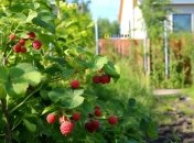 Куст малины