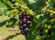 Плодов хватит и на варенье, и соседей угостить