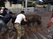 Во время стихии в Тбилиси спецназовцы убивали некоторых животных