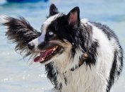 В Нью-Йорке в дог-шоу примут участие более 3 тысяч собак