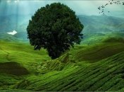 Увеличение количества выбросов СО 2 способствует озеленению Земли