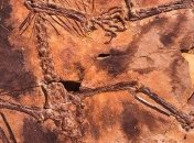 Палеонтологи обнаружили в Китае уникальное доисторическое животное