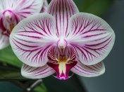 Деякі методи можуть повернути квітці її красу  (зображення створено за допомогою ШІ)