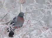 23 декабря. Приметы дня