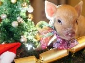 Китайский Новый Год 2019: поздравления в прозе