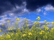 Погода 1 мая: дожди грозы и шквалы накроют Украину