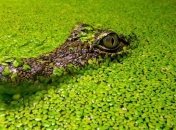 Крокодил охранял наркотики