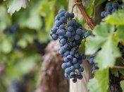 Виноград плодоноситиме, якщо правильно його підгодувати