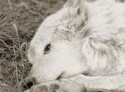 Сильные фотографии престарелых животных (Фото) 