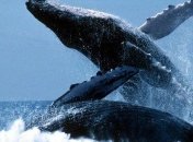 Ученые установили, зачем киты выпрыгивают из воды