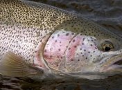 Чем форель умнее шимпанзе?