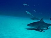 Акулы находят дорогу домой по запаху