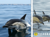 Белобокий дельфин