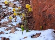 В горных районах Саудовской Аравии второй год подряд выпал снег