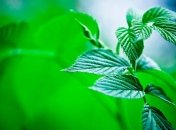 Мята против переедания