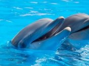 В Ялте открыли центр дельфинотерапии