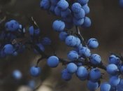 Стало известно, что черника помогает сбросить лишний вес