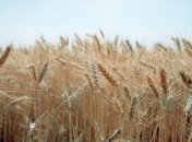 В Минагрополитики заявили о количестве недополученного зерна