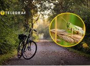 Мандрівник натрапив на "стадо" сарани