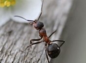 В Сахаре нашли самых быстрых в мире муравьев