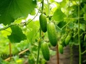 Этот сосед дает азот, который необходим огурцам