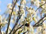 Вербное Воскресенье 2020: красивые поздравления