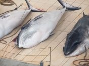 Кораблекрушение в Конго: утонули около 50 китобоев