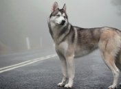  Учёные узнали, как животные находят дорогу домой