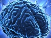 Ученые разработали мини-мозг с помощью 3D-печати