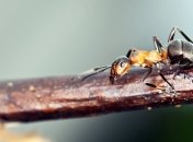 Социальная иерархия муравьев. Какие порядки царят в муравейнике?