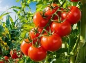 Томати потребують добрих сусідів на грядках