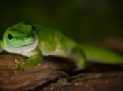 На спутнике "Фотон-М" в космос отправят гекконов