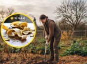 Банановая шкурка может стать полезной в саду и на огороде