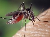 Уганда страдает от желтой лихорадки: зафиксировано 3 смерти