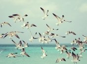 Люди следующие: ученые выяснили, что птицы ежедневно питаются пластиком