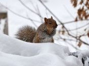 Теплая зима и жаркое лето: синоптики дали прогноз погоды на 2020 год