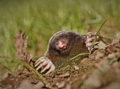 Кроты оставят грядки в покое