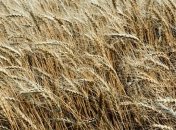 Власти Севастополя надеются снизить цены на сельхозпродукцию